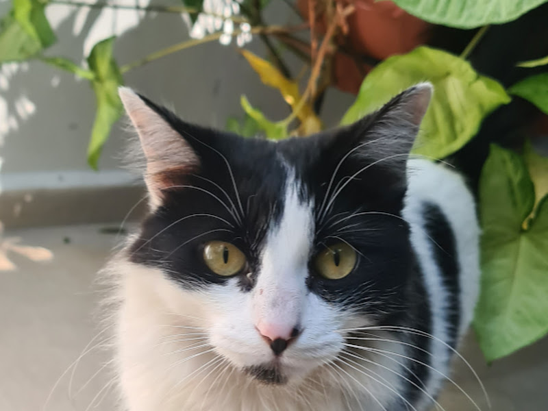 Gatos por aí